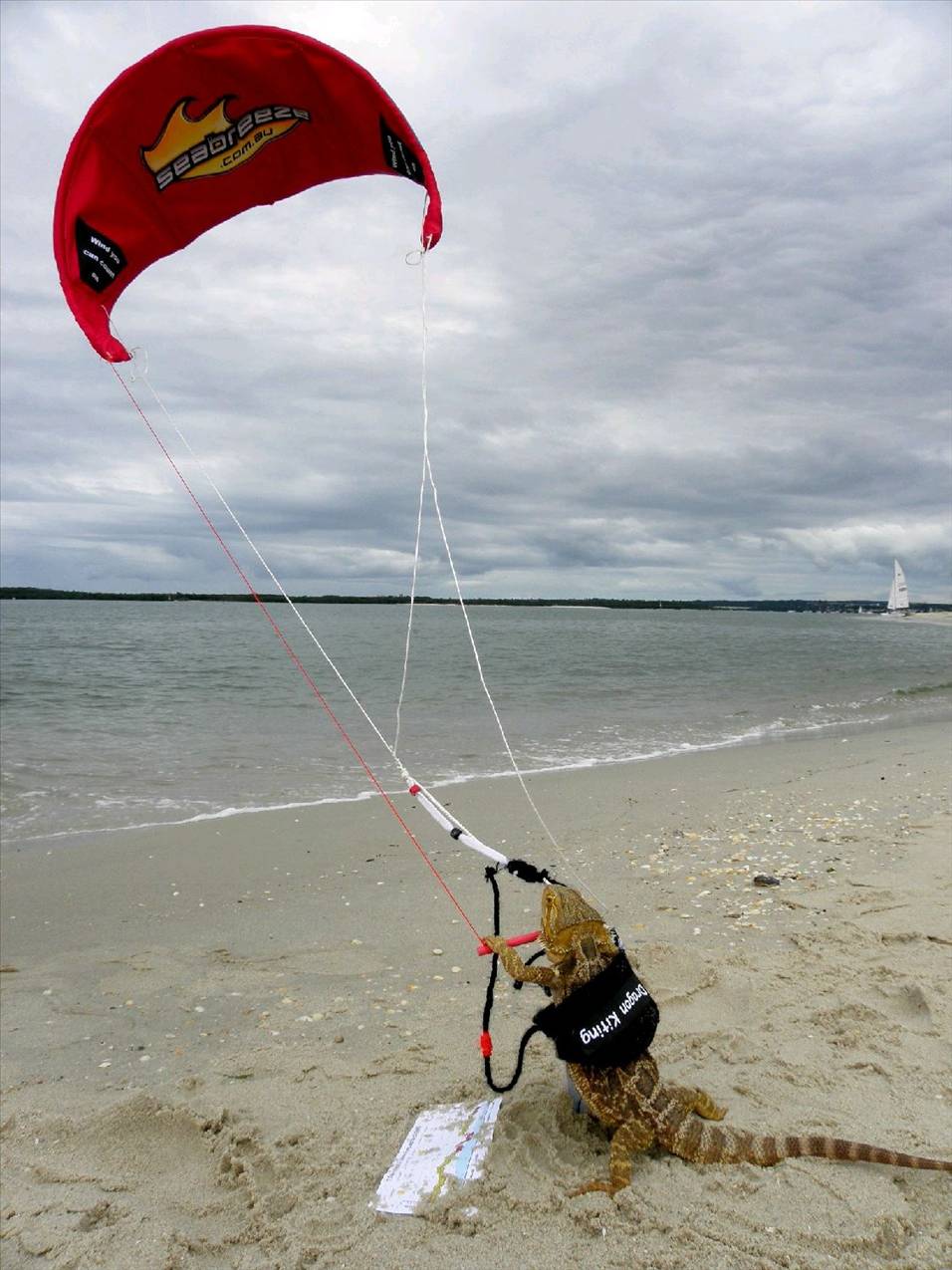 Dinkys telegraph photos