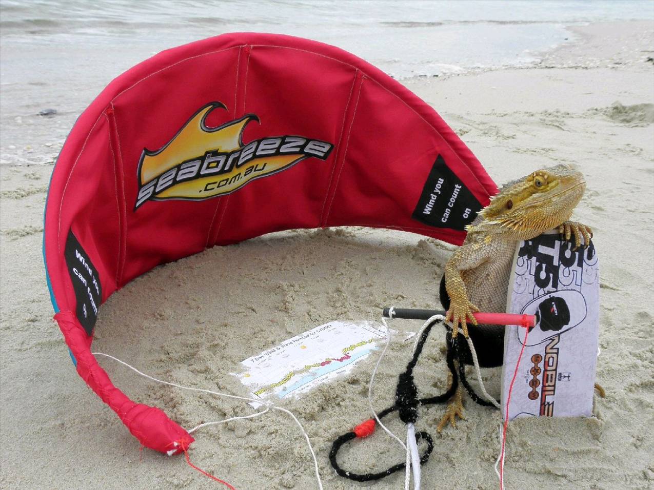 Dinkys telegraph photos