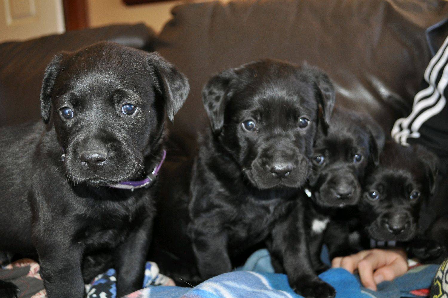 pups 4 sale   golden retreiver cross mastif/boxer