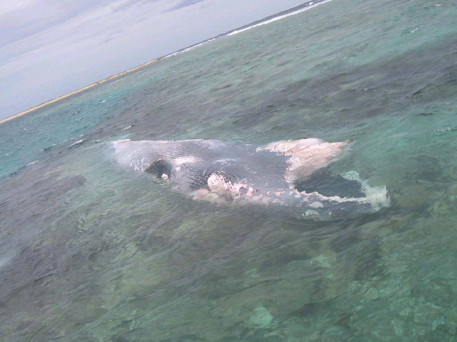 Feeding time, approx. 80 foot Blue Wale