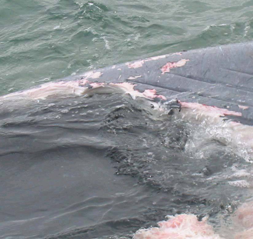 Feeding time, approx. 80 foot Blue Wale