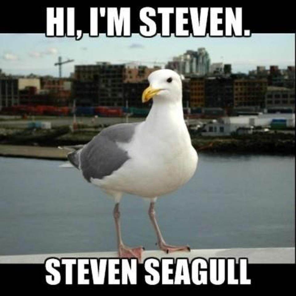 seagull