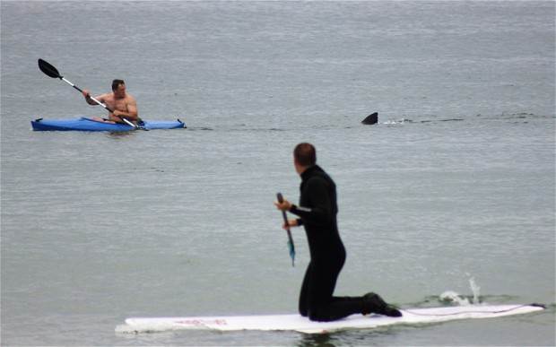 shark-Nauset-cape- 2272255b