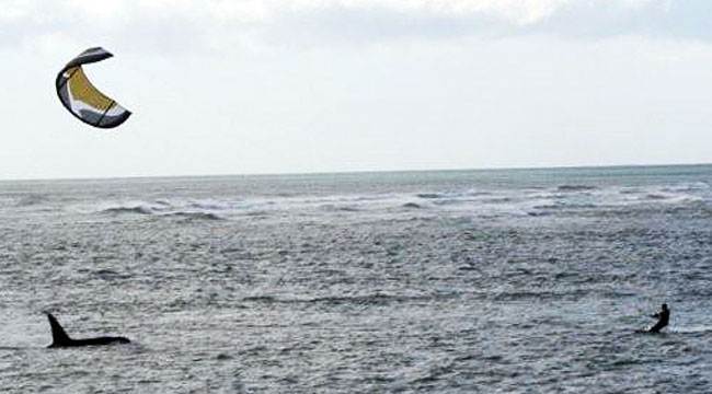orca kiter