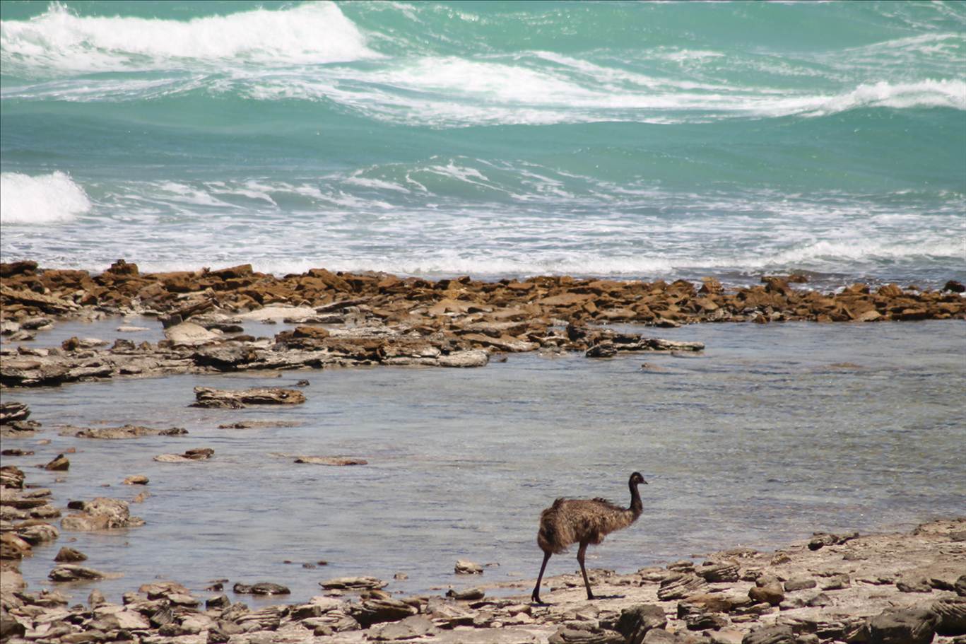 Chicks on the Beach