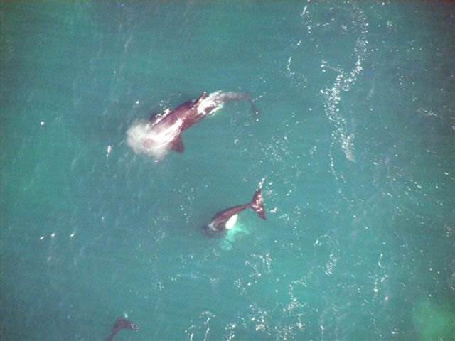 167160 10150110820568373 4567037 n