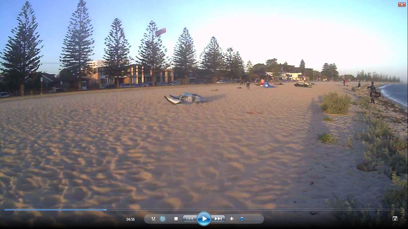 kite landing on the tree
