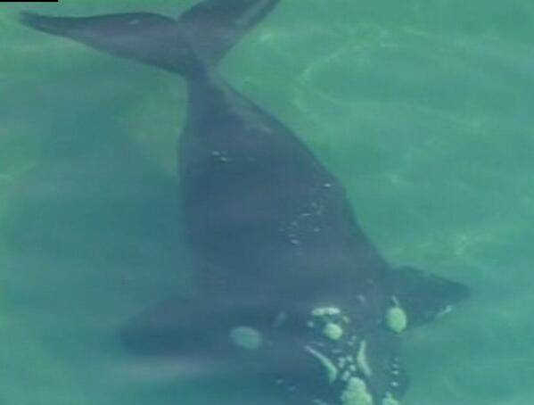 Whale off Bonbeach