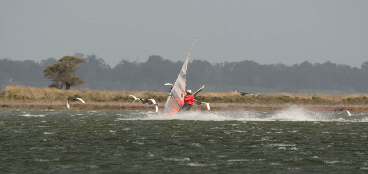 windsurfer