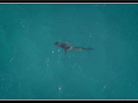 One of the Frasier Island local gang members