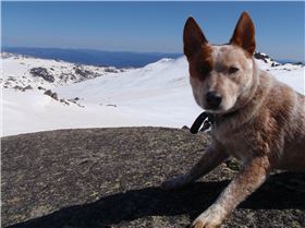 Jeez, I wouldn't want them kite yahoos to scare this dingo off as he helped carry my tent.