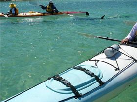 hammerhead off moreton island  moreton banks