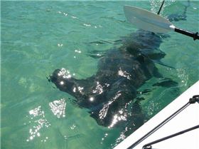 hammerhead off moreton island  moreton banks