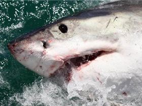 cage-diving-with-great-white-sharks-in-south-africa