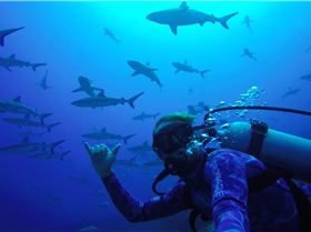 Scott with Sharks