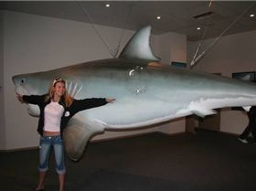 5m Shark caught off streaky bay in SA on 24 kg line **