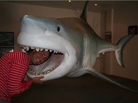 5m Shark caught off streaky bay in SA on 24 kg line **