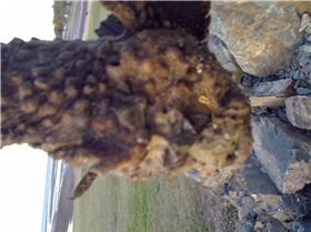 Stone fish at  Scarborough spit, QLD mid winter on sand flat! 