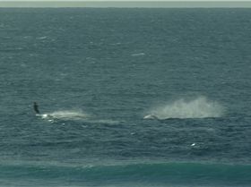 Killer whales strike