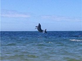 Not a lot of wind but plenty wildlife