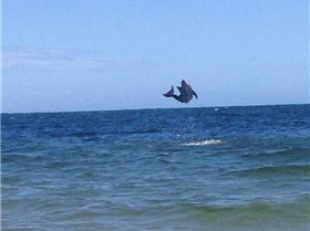 Not a lot of wind but plenty wildlife