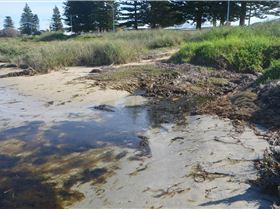 Algae impact from excessive nutrients