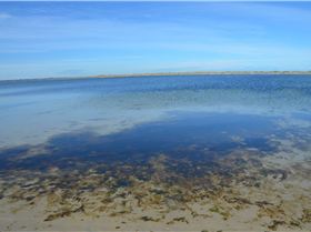 Algae impact from excessive nutrients