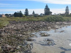 Algae impact from excessive nutrients