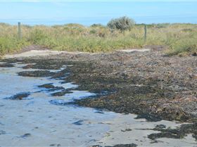 Algae impact from excessive nutrients