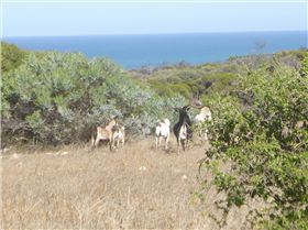 Geraldton oakagee bay .... not here for a port