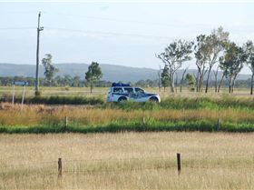 Cow paddock riding