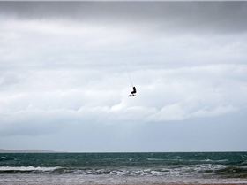 Coconet Classic 2008