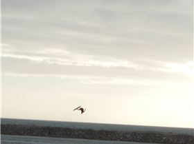 Cape Jaffas new Marina