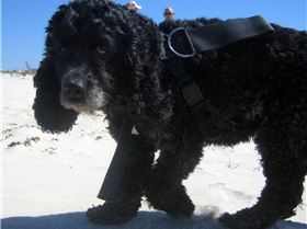 She's got her harness... but no kite