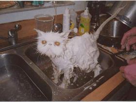 a picture of most kitesurfers (pussys)