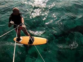 shark-foiling (1)