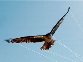 New 5 Line Bird Brain Kite 