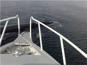 Whale checkin me out