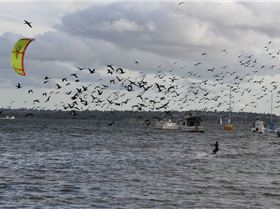 away with the birds (literally)