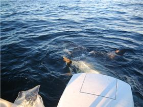gr8 white at the barwon banks