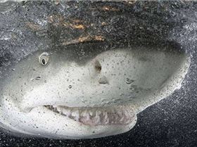 Smiling Shark