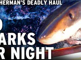 100 sharks a night nsw