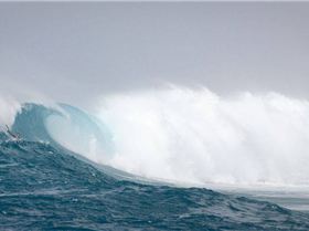 Tube anyone? Not this little black duck.