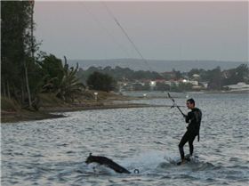 A man and someone elses dog part II