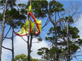 Tree kite1