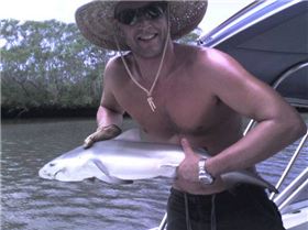 Baby Great White in the Pine