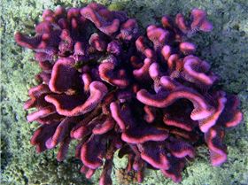 Fiji coral pics