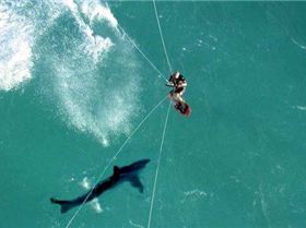 kite-surf-shark