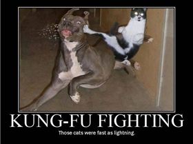 Kung Fu Cat