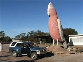 giant-galah